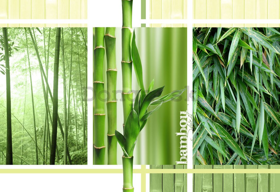 Fototapeta: Bambus - 254x368 cm