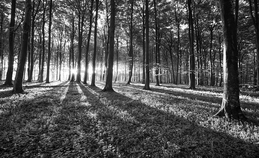 Fototapeta: Čiernobiely les (1) - 254x368 cm