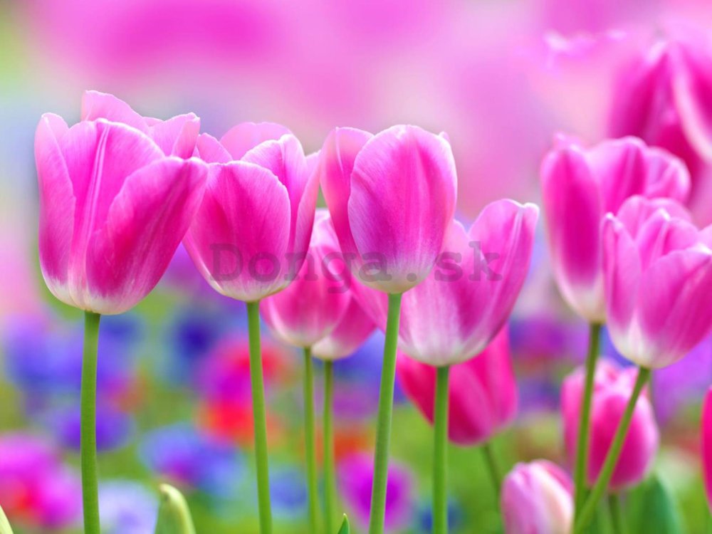 Fototapeta: Fialové tulipány - 254x368 cm