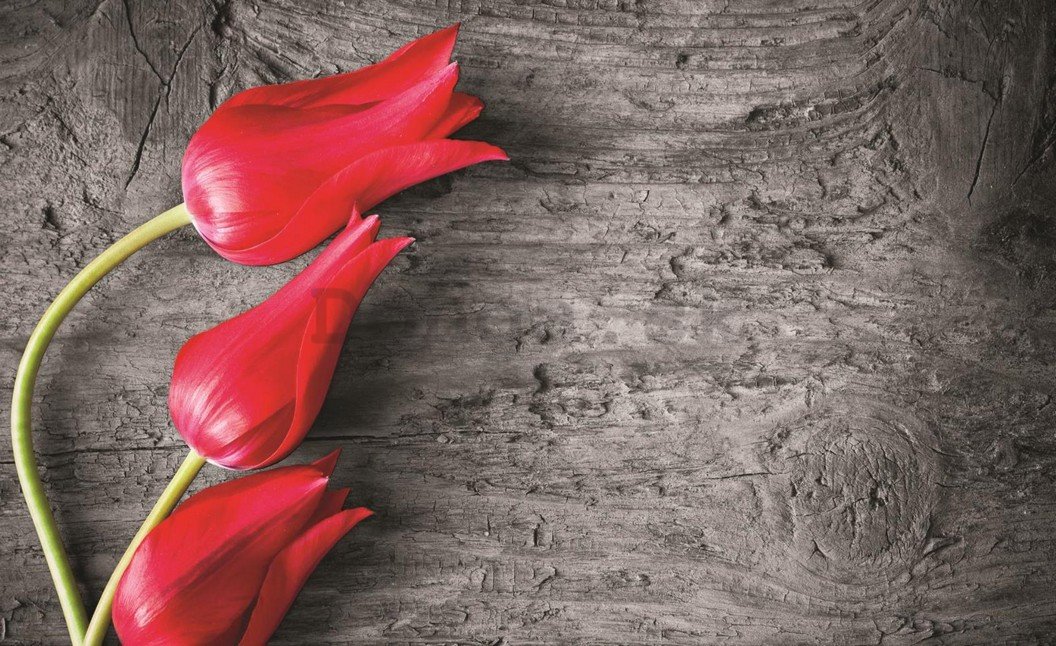 Fototapeta: Červené tulipány - 254x368 cm