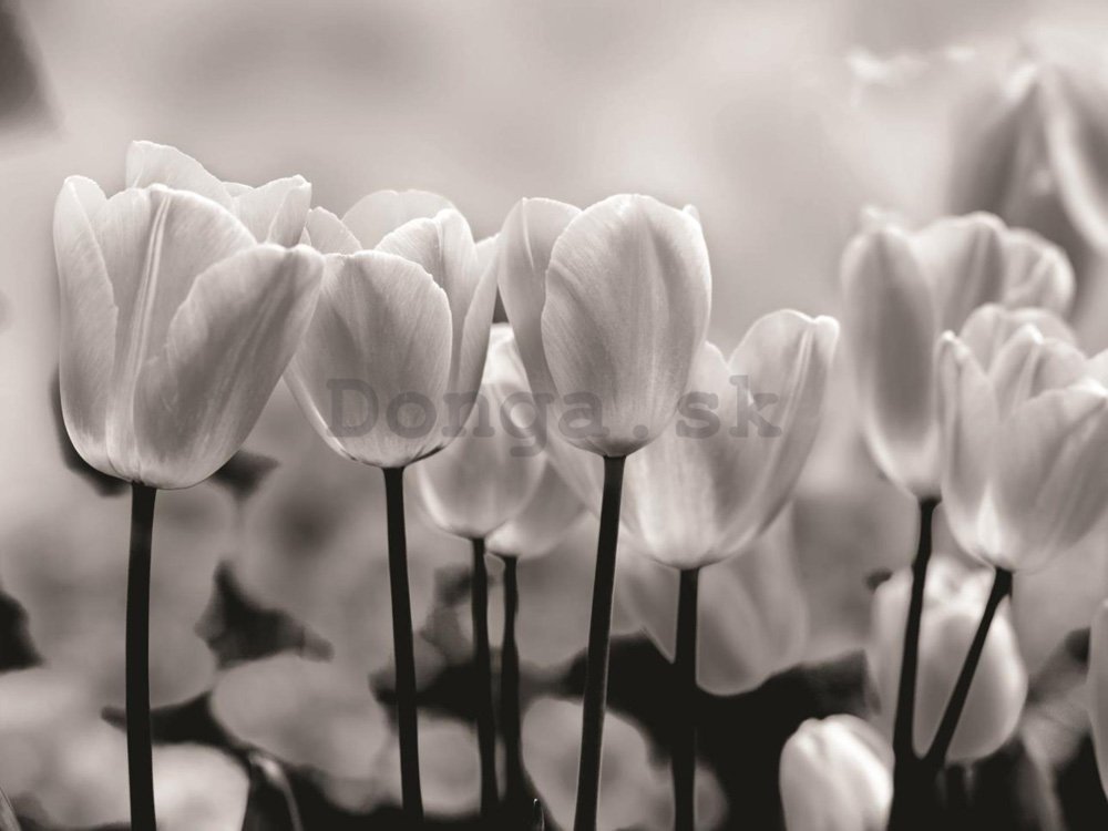 Fototapeta: Biele a Čierne Tulipány - 254x368 cm