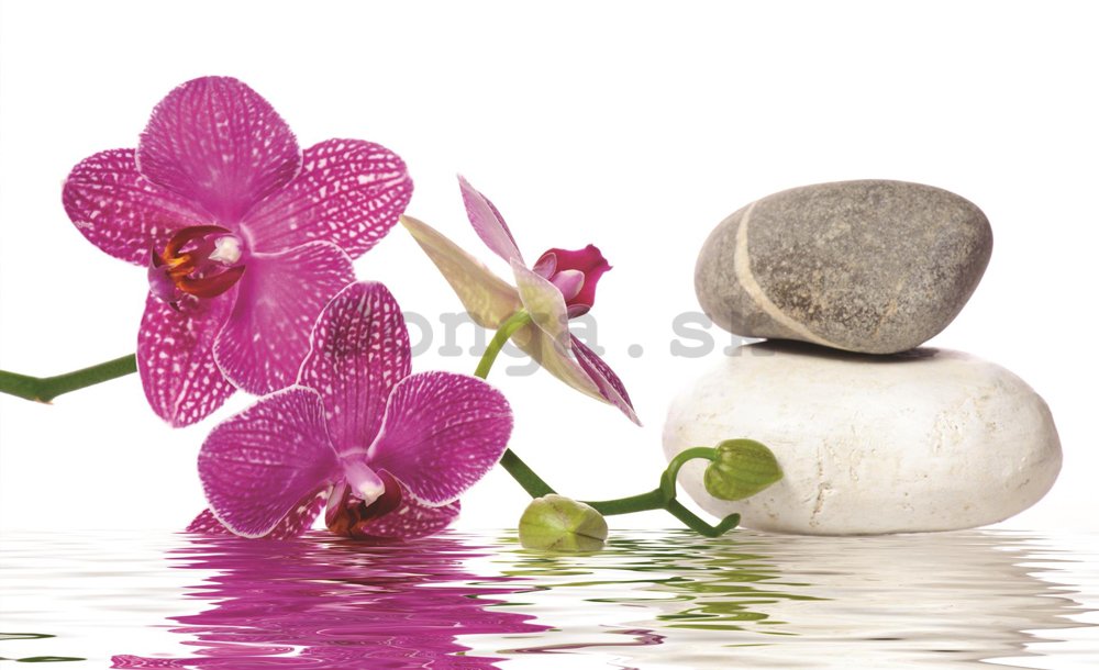 Fototapeta: Orchidea s kameňmi - 254x368 cm