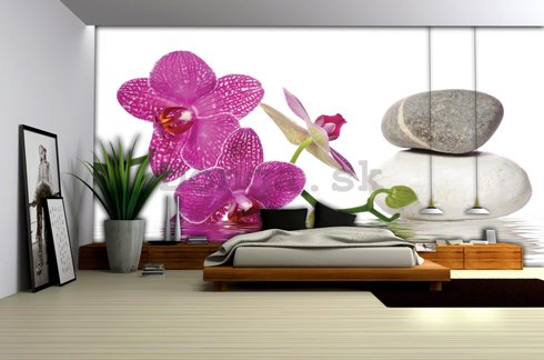 Fototapeta: Orchidea s kameňmi - 254x368 cm