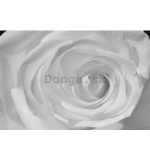 Fototapeta: Biela ruža (detail) - 254x368 cm