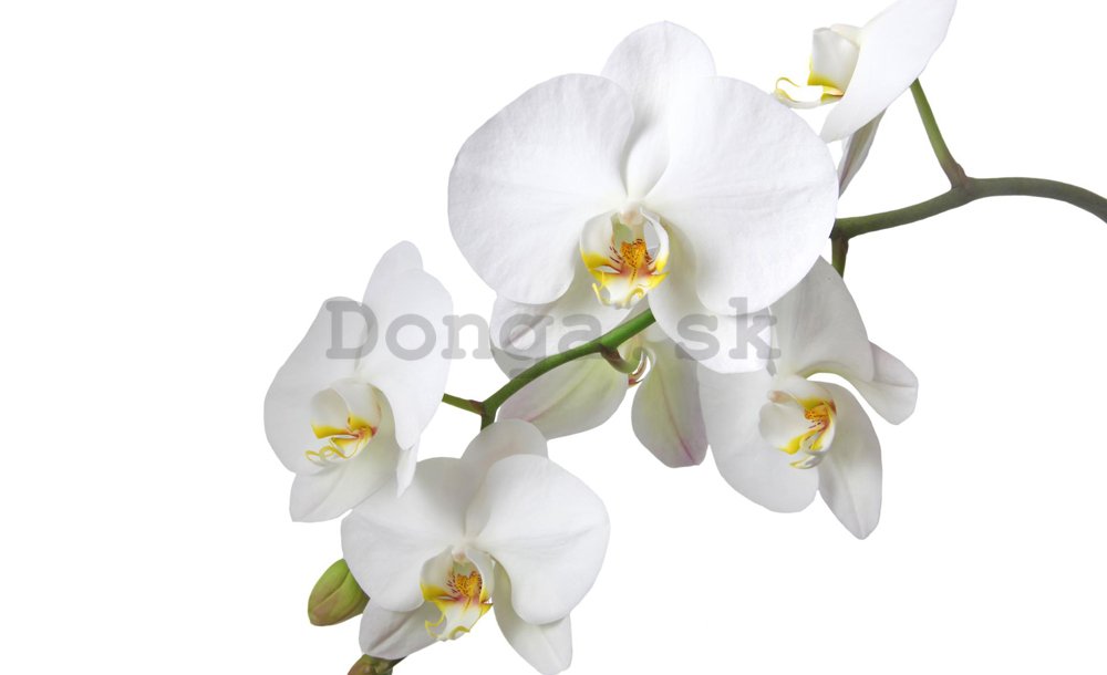 Fototapeta: Biela Orchidea - 254x368 cm
