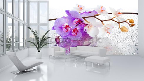 Fototapeta: fialovo-biela orchidea - 254x368 cm
