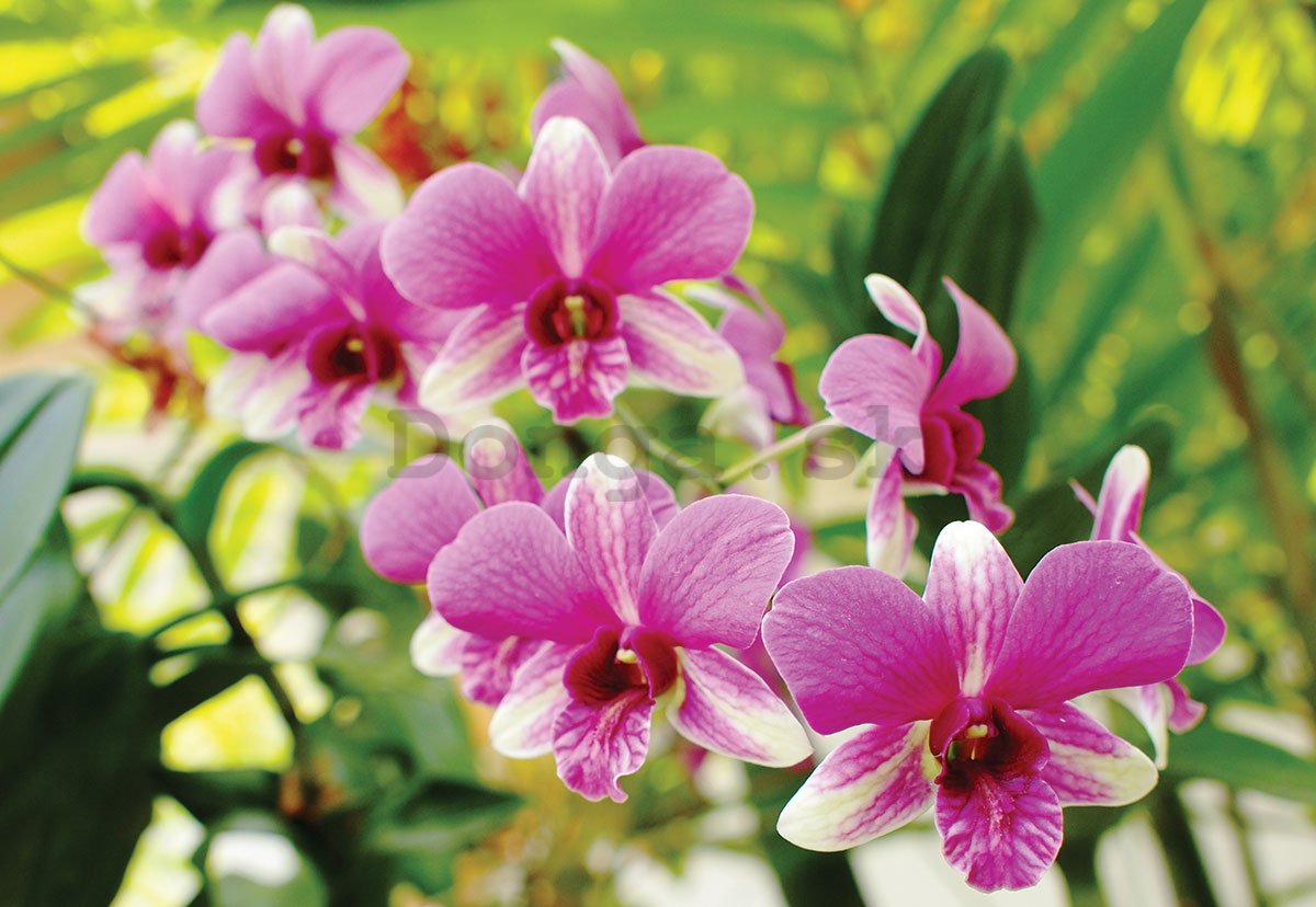 Fototapeta: Orchidea (3) - 254x368 cm