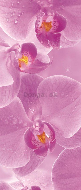 Fototapeta: Orchidey (1) - 211x91 cm