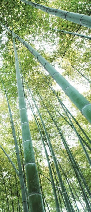 Fototapeta samolepiace: Les bambusu - 211x91 cm
