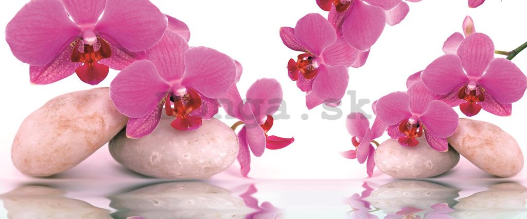 Fototapeta: Orchidea a kamene - 104x250 cm