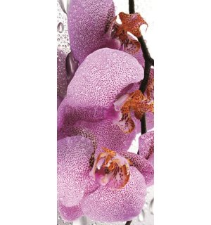 Fototapeta: Orchidea (2) - 211x91 cm