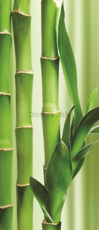 Fototapeta: Bambus - 211x91 cm