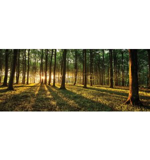 Fototapeta: Západ slnka v lese - 104x250 cm