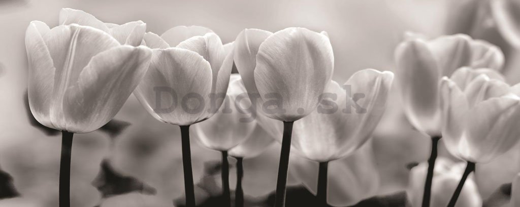 Fototapeta: Biele a Čierne Tulipány - 104x250 cm