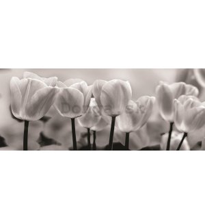 Fototapeta: Biele a Čierne Tulipány - 104x250 cm