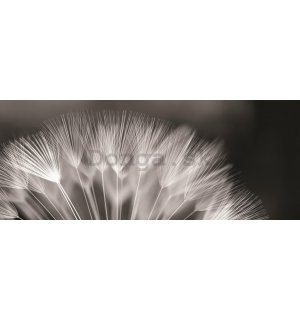 Fototapeta: Čiernobiela púpava - 104x250 cm