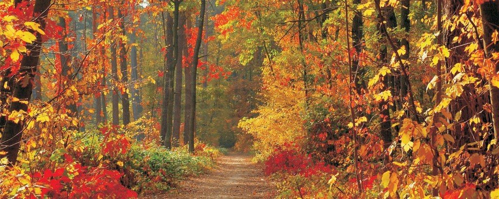 Fototapeta: Jesenný les - 104x250 cm