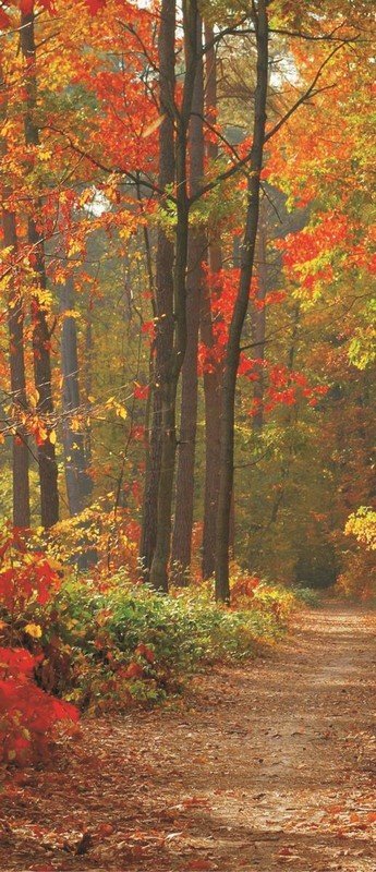 Fototapeta: Jesenný les - 211x91 cm