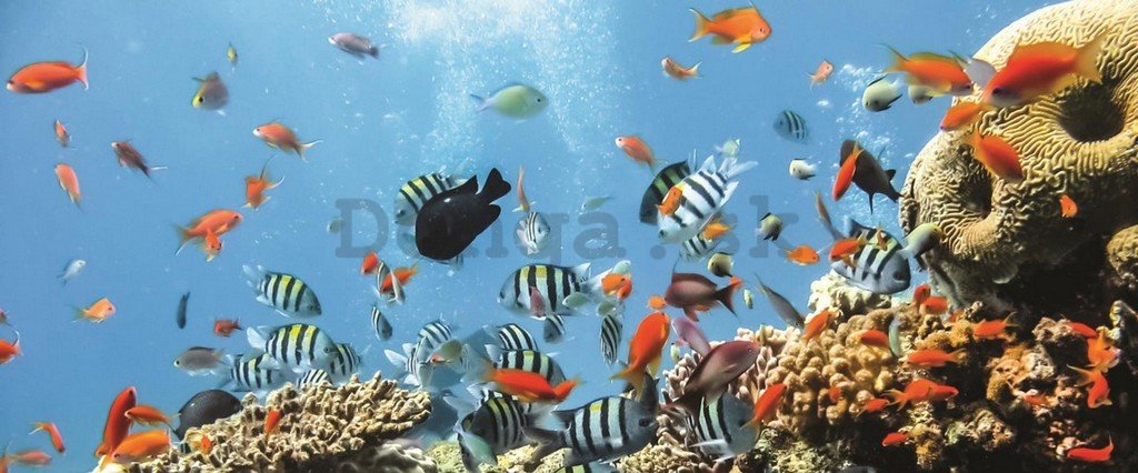 Fototapeta: Koralový útes - 104x250 cm