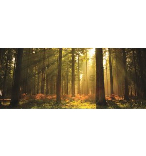 Fototapeta: Východ slnka v lese - 104x250 cm