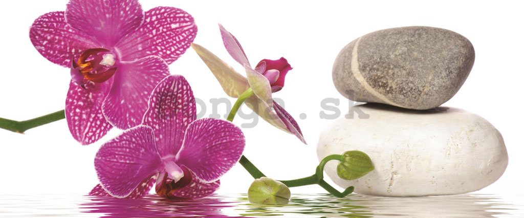 Fototapeta: Orchidea s kameňmi - 104x250 cm