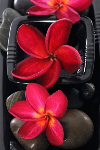 Obraz na plátne - Červené orchidey