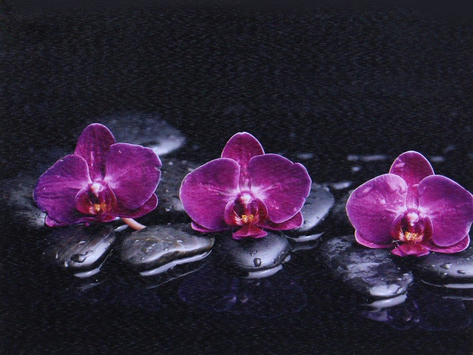 Obraz na plátne - Fialové orchidey (2)