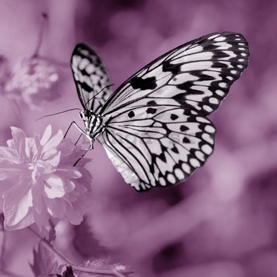 Obraz na plátne - Motýľ (1)