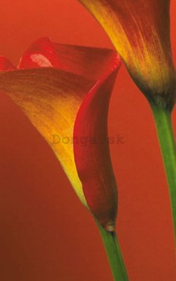 Fotoobraz - Red Calla Lillies