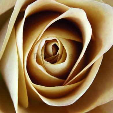 Obraz na skle - Béžová ruža