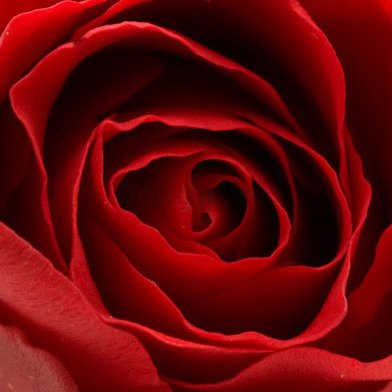 Obraz na skle - Červená ruža