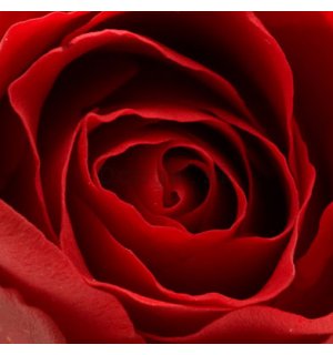 Obraz na skle - Červená ruža