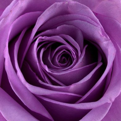Obraz na skle - Fialová ruža