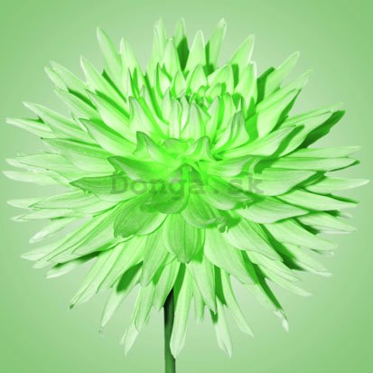 Obraz na skle - Zelená chryzantéma (2)