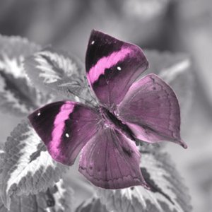 Obraz na skle - Motýľ (10)