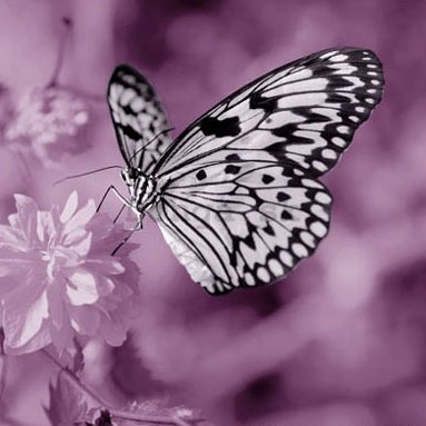 Obraz na skle - Motýľ (3)