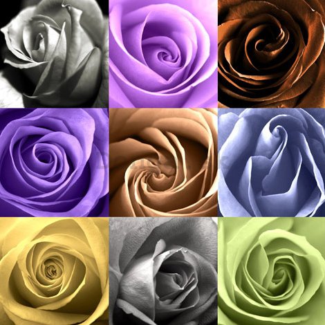 Obraz na skle - Farebné ruže