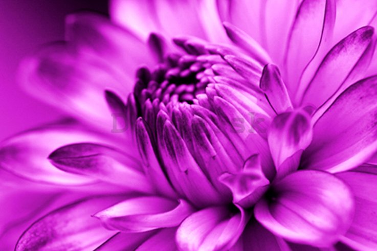 Obraz na skle - Fialová chryzantéma (2)