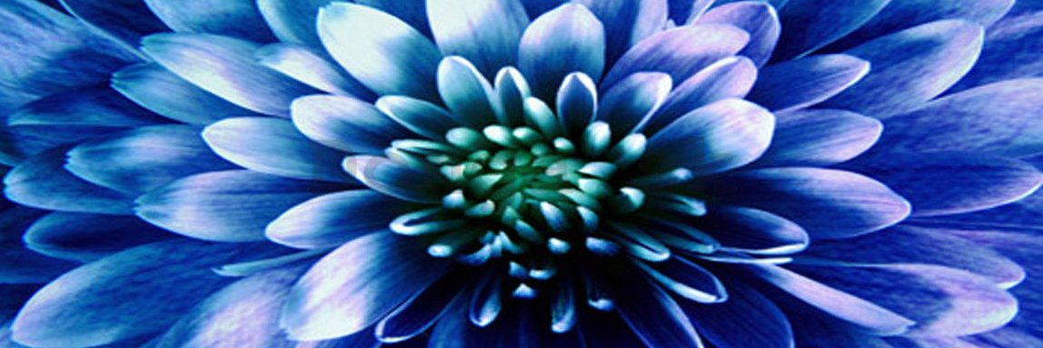 Obraz na skle - Modrá chryzantéma (1)
