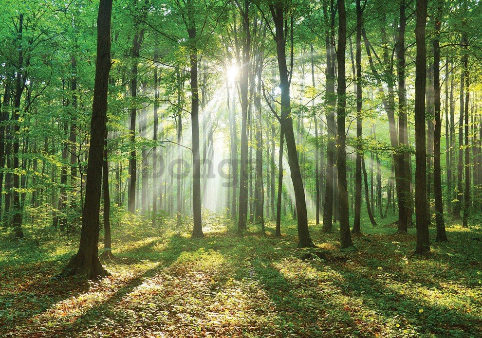 Fototapeta: Slnko v lese (3) - 254x368 cm