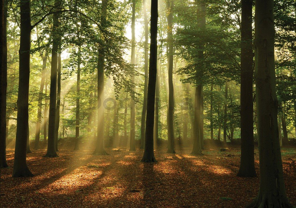 Fototapeta: Slnko v lese (4) - 254x368 cm