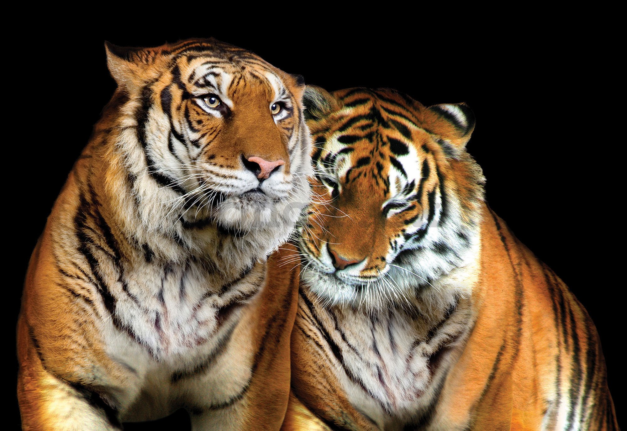 Fototapeta: Dva tigre - 184x254 cm