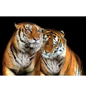 Fototapeta: Dva tigre - 254x368 cm