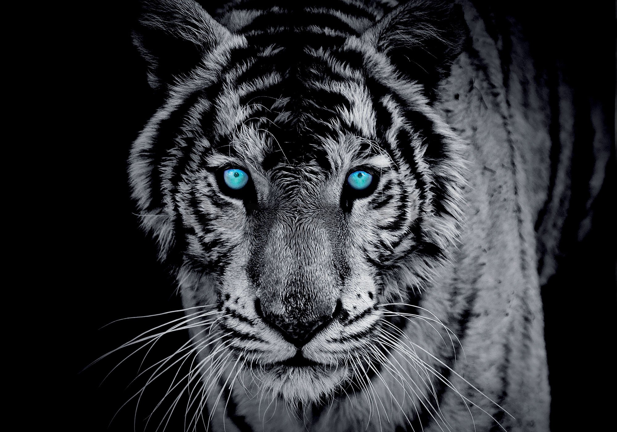 Fototapeta: Čiernobiely tiger - 254x368 cm