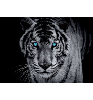 Fototapeta: Čiernobiely tiger - 254x368 cm