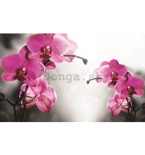 Fototapeta: Orchidea na sivom pozadí - 184x254 cm