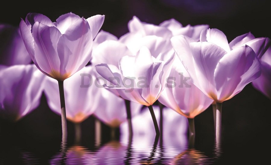 Fototapeta: Fialové tulipány (2) - 184x254 cm