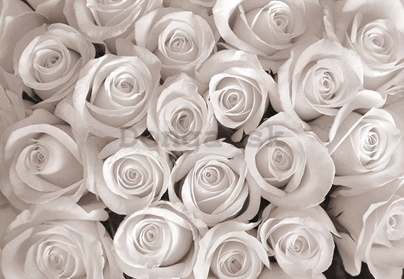 Fototapeta: Biela ruža - 184x254 cm