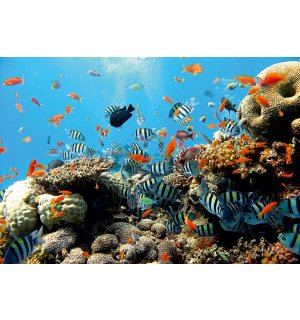 Fototapeta: Koralový útes - 184x254 cm