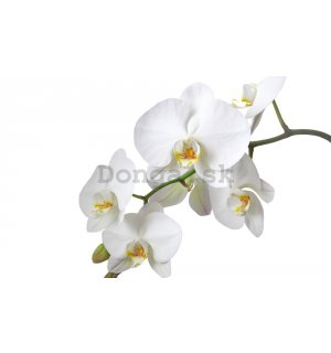 Fototapeta: Biela Orchidea - 184x254 cm